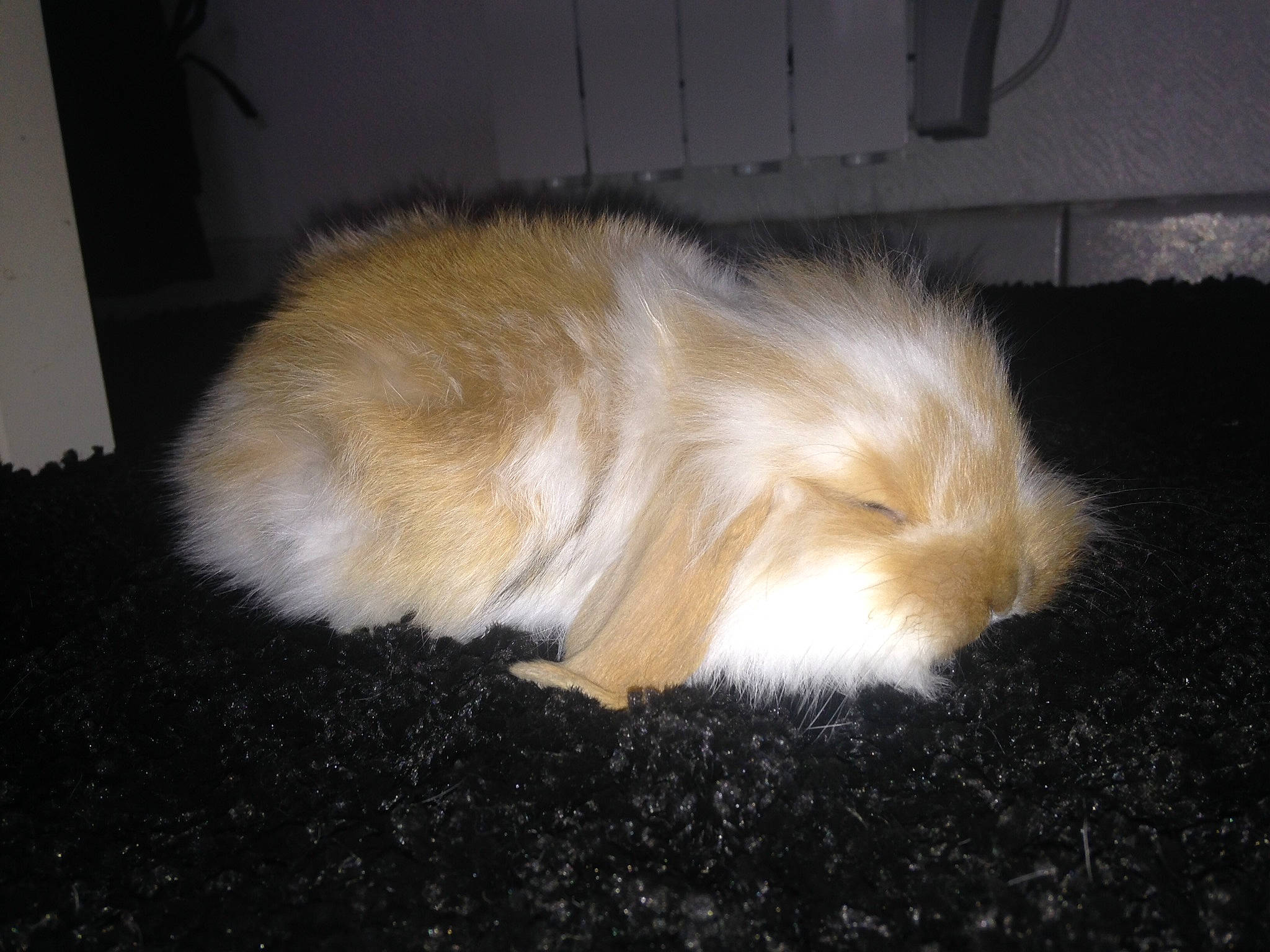 Nala participe au concours pour gagner de l'argent avec cette photo : angora_rabbit, cat, domestic_rabbit, ear, fawn, felidae, fur, guinea_pig, rabbit, rabbits_and_hares, rodent, tail, whiskers