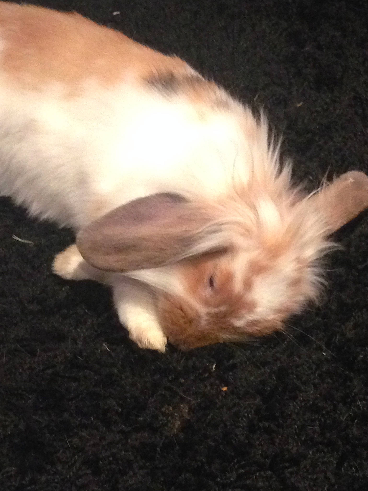 Nala a rejoint le concours — aidez-le/la à gagner de superbes lots ! canidae, carnivore, chinese_crested_dog, companion_dog, dog, dog_breed, ear, fawn, puppy, tail