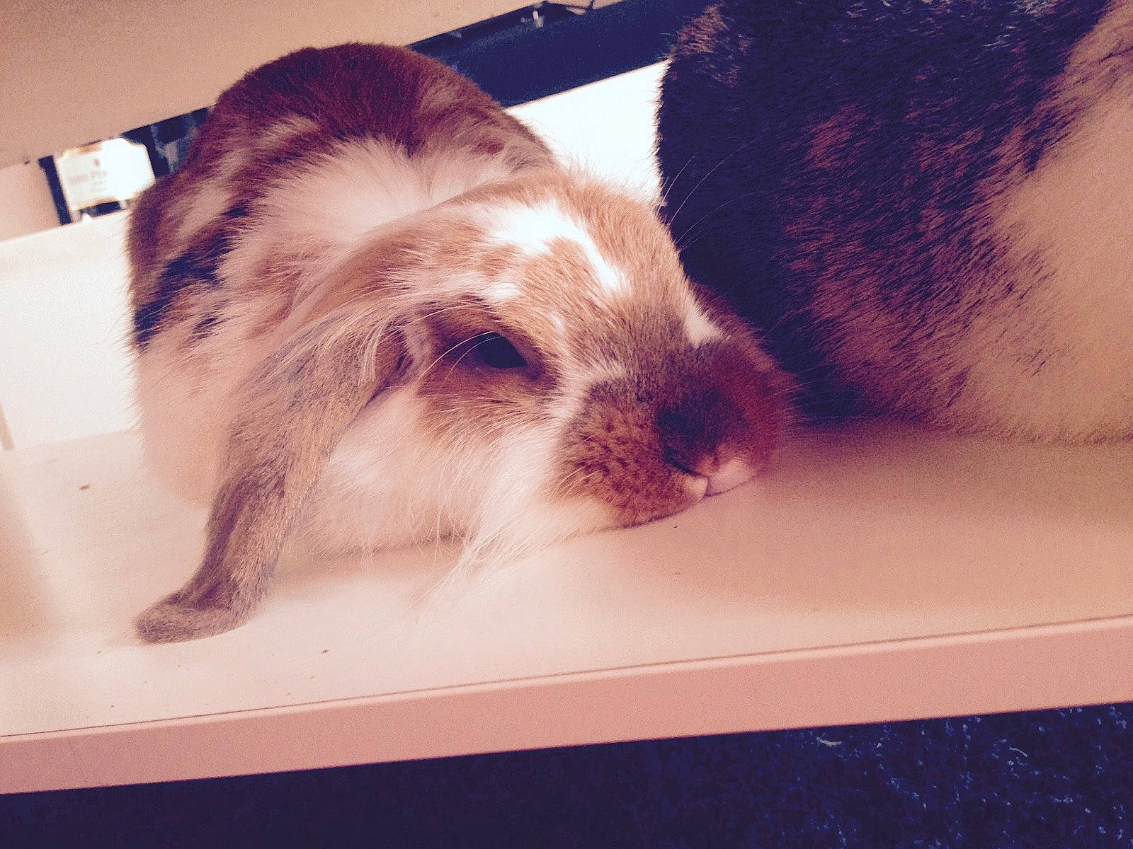 Nala a rejoint le concours — aidez-le/la à gagner de superbes lots ! canidae, dog, domestic_rabbit, ear, fawn, fur, nose, petit_basset_griffon_vendeen, photography, puppy, puppy_love, rabbit, rabbits_and_hares, snout, sporting_group