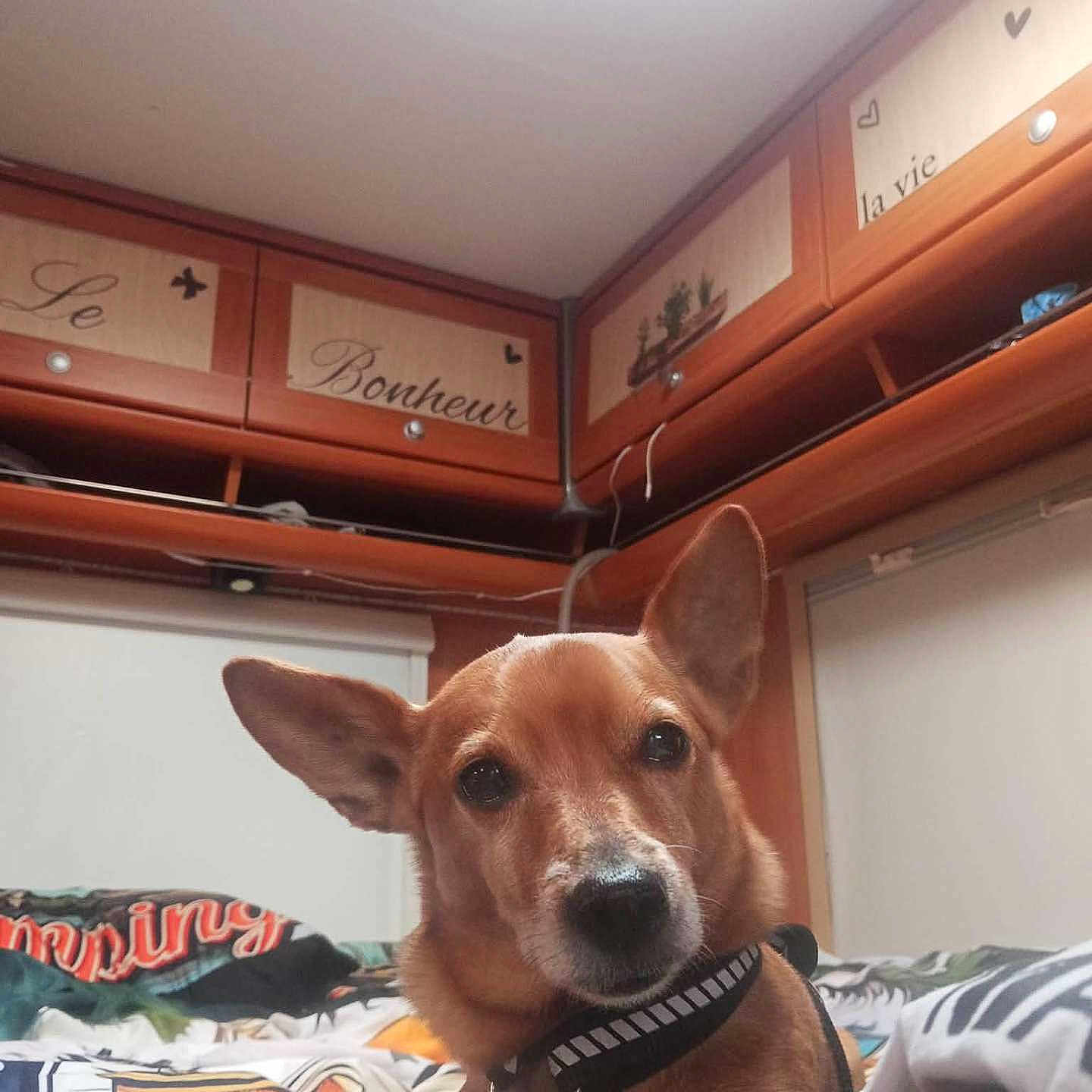 T'Choupi a rejoint le concours — aidez-le/la à gagner de superbes lots ! bed, bedding, blanket, brown_coat, cabinets, ceiling, ceiling_light, cozy, dog, ears_up, eyes, harness, home_interior, indoor, leash, muzzle, patterned_bedspread, pet, portrait, wood_furniture