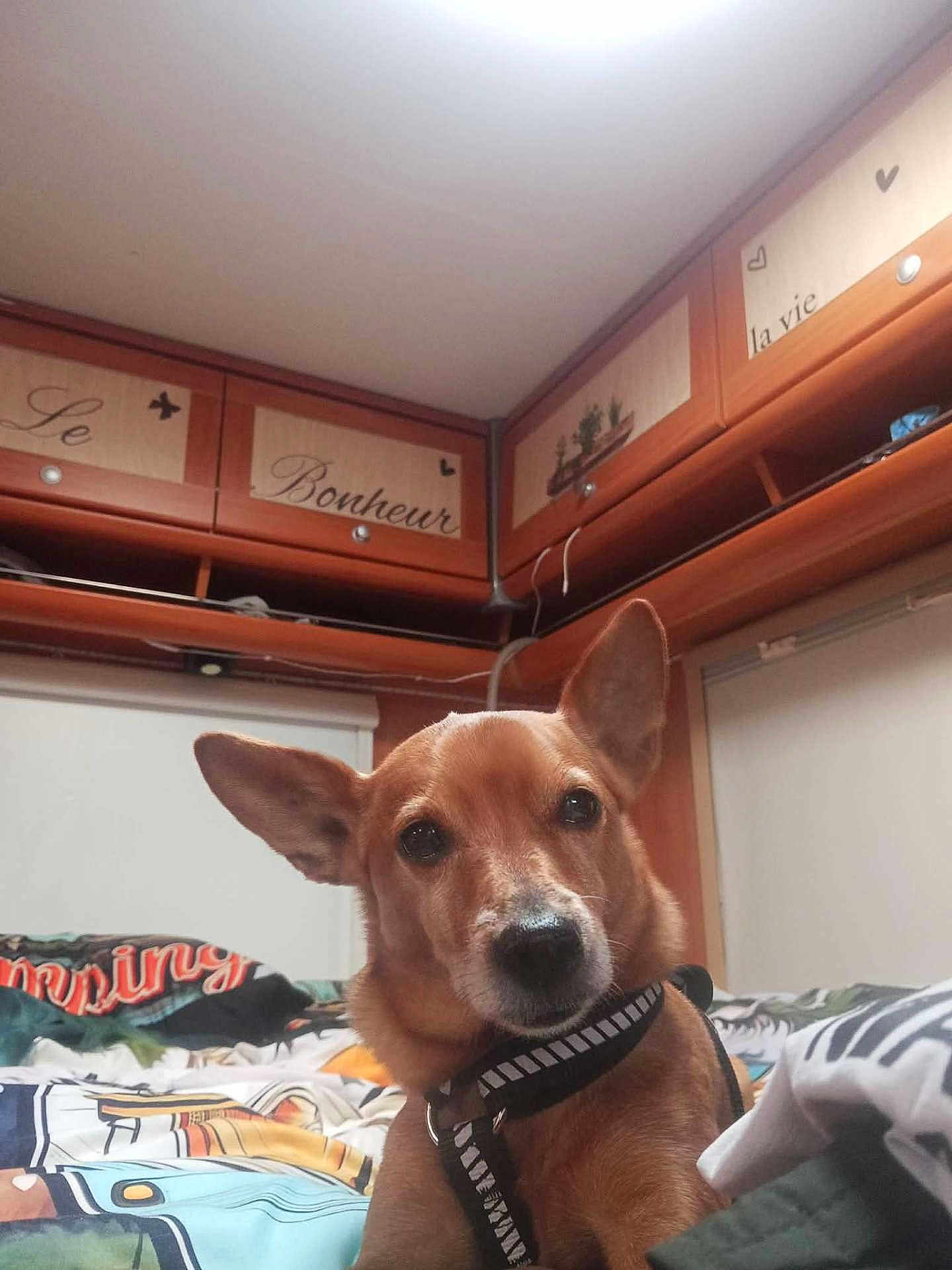 T'Choupi a rejoint le concours — aidez-le/la à gagner de superbes lots ! dog, pet, indoor, bed, blanket, cabinets, ceiling, ceiling_light, ears_up, brown_coat, harness, leash, muzzle, eyes, portrait, cozy, home_interior, bedding, patterned_bedspread, wood_furniture