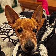 T'Choupi participe au concours pour gagner de l'argent avec cette photo : dog, puppy, brown_dog, close_up, blanket, cozy, indoor, large_ears, snout, nose, pet, portrait, eyes, fur, whiskers, living_room, coffee_table, blanket_pattern, relaxed, bed