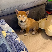 Aiko participe au concours pour gagner de l'argent avec cette photo : puppy, dog, shiba_inu, indoor, floor, couch, blanket, toy, wooden_floor, pet, young_dog, furniture, home, cute, animal, small_dog, sitting, ears, fur, adorable