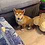 puppy, dog, shiba_inu, indoor, floor, couch, blanket, toy, wooden_floor, pet, young_dog, furniture, home, cute, animal, small_dog, sitting, ears, fur, adorable