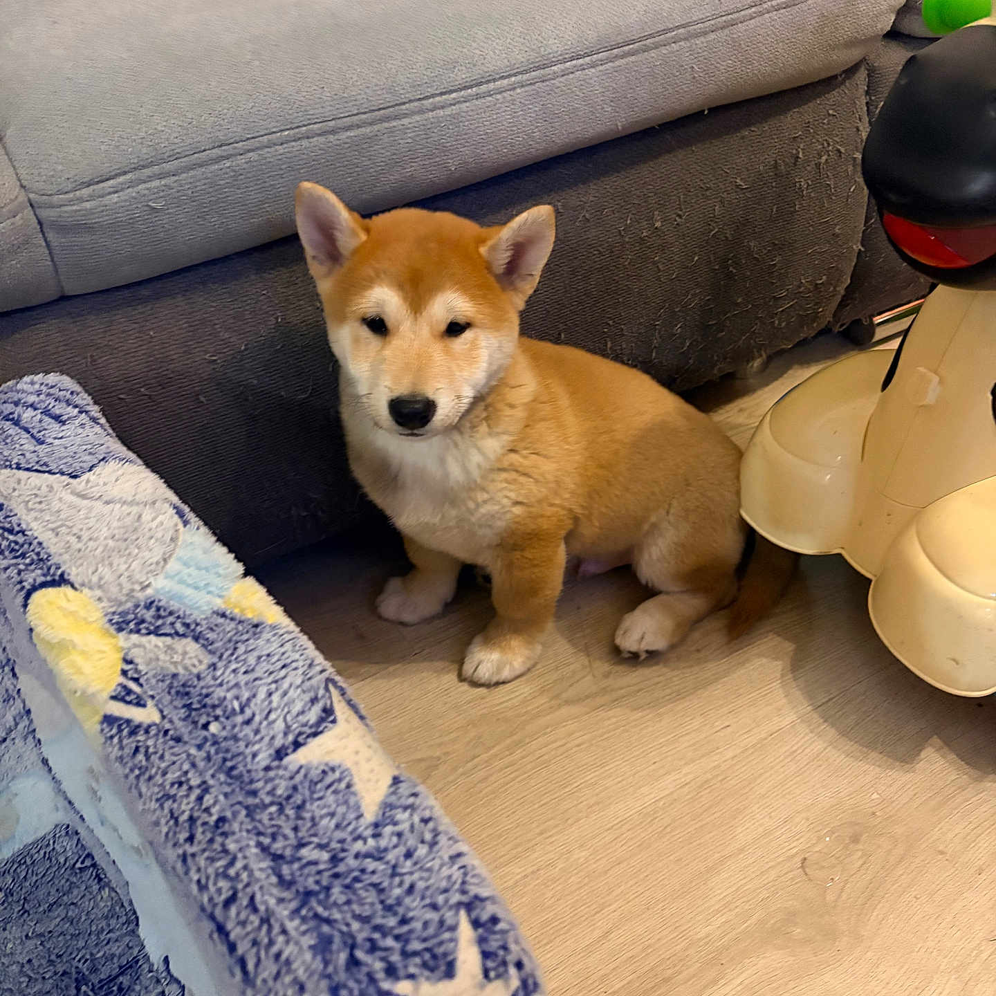 Aiko