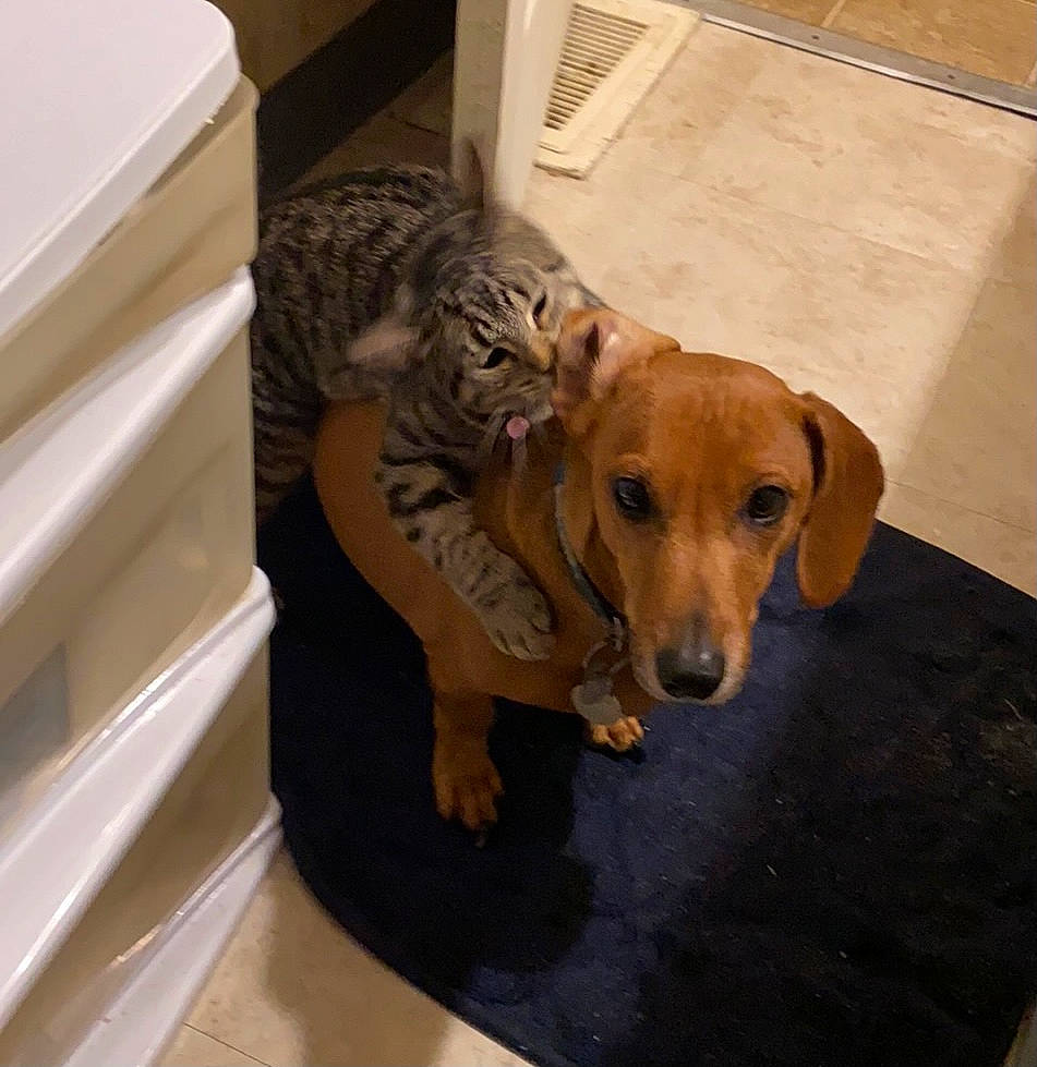 Mr. Pickles is registered to the contest to win money with this photo: carnivore, cat, comfort, companion_dog, dog, dog_breed, dog_supply, fawn, felidae, flooring, fur, hardwood, paw, pet_supply, small_to_medium_sized_cats, snout, sporting_group, tail, whiskers, wood