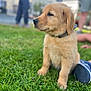puppy, dog, golden_retriever, grass, outdoor, pet, animal, collar, cute, young, fur, nature, greenery, blurred_background, sitting, domestic_animal, canine, portrait, summer, playful