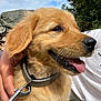 Ace a rejoint le concours — aidez-le/la à gagner de superbes lots ! dog, puppy, golden_retriever, collar, leash, tongue_out, close_up, outdoor, grass, person, hand, white_shirt, sky, clouds, greenery, pet, happy, animal, fur, nature