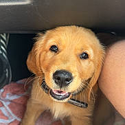 Ace a rejoint le concours — aidez-le/la à gagner de superbes lots ! puppy, dog, golden_retriever, smiling, towel, car_interior, pet, canine, young_dog, cute, fur, whiskers, collar, animal, domestic_animal, sitting, close_up, companion, friendly, indoor