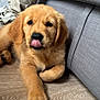 golden_retriever, puppy, dog, tongue_out, indoor, floor, wooden_floor, couch, gray_couch, pet, animal, cute, fluffy, young_dog, lying_down, paw, person, pants, sneakers, cozy