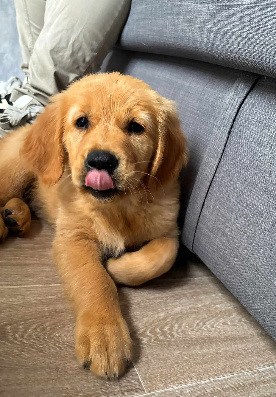 Ace participe au concours pour gagner de l'argent avec cette photo : golden_retriever, puppy, dog, tongue_out, indoor, floor, wooden_floor, couch, gray_couch, pet, animal, cute, fluffy, young_dog, lying_down, paw, person, pants, sneakers, cozy