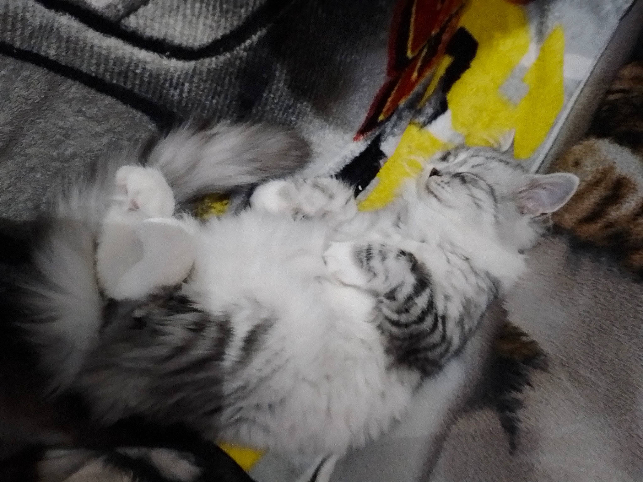 Pixie participe au concours pour gagner de l'argent avec cette photo : canidae, carnivore, cat, claw, comfort, dog_breed, domestic_short_haired_cat, felidae, fur, grey, nap, paw, sleep, small_to_medium_sized_cats, snout, sporting_group, tail, whiskers