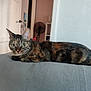 cat, tabby, green_eyes, lounging, couch, indoor, furniture, pet, animal, relaxed, feline, home, living_room, curious, whiskers, ears, face, fur, looking, domestic_cat