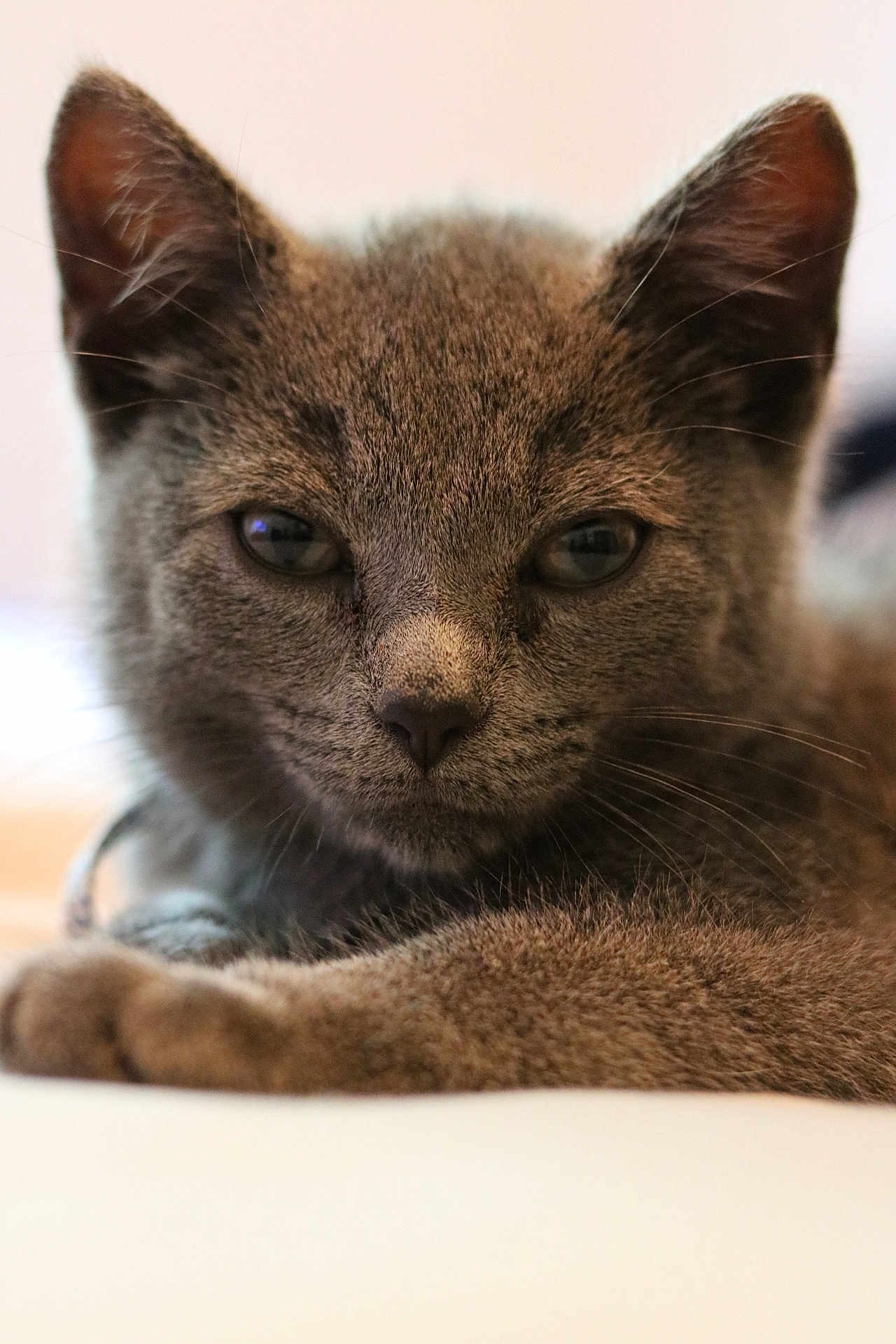 Queen joined the competition — help win amazing prizes! gray_cat, cat, pet, close_up, animal, feline, fur, whiskers, ears, paw, lying_down, relaxed, indoor, soft_light, portrait, cute, muzzle, nose, eyes, domestic_animal