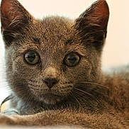 Queen joined the competition — help win amazing prizes! kitten, cat, gray_fur, close_up, whiskers, ears, eyes, pet, animal, feline, cute, soft_fur, indoor, portrait, young, curious, lying_down, domestic, muzzle, face