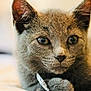cat, kitten, gray_fur, close_up, pet, animal, whiskers, ears, eyes, face, cute, domestic_animal, feline, resting, soft_texture, collar, indoor, young, portrait, fur