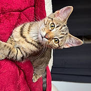 Arès a rejoint le concours — aidez-le/la à gagner de superbes lots ! cat, kitten, tabby, pet, animal, fur, whiskers, ears, eyes, bed, blanket, red_blanket, indoor, cozy, cute, young, domestic_cat, relaxed, portrait, feline