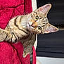cat, kitten, tabby, pet, animal, fur, whiskers, ears, eyes, bed, blanket, red_blanket, indoor, cozy, cute, young, domestic_cat, relaxed, portrait, feline