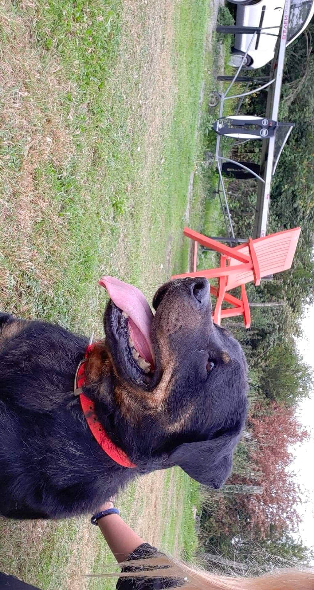 Joy participe au concours pour gagner de l'argent avec cette photo : canidae, carnivore, collar, dog, dog_breed, dog_collar, grass, guard_dog, liver, plant, sky, snout, sporting_group, tail, terrestrial_animal, tree, working_animal, working_dog