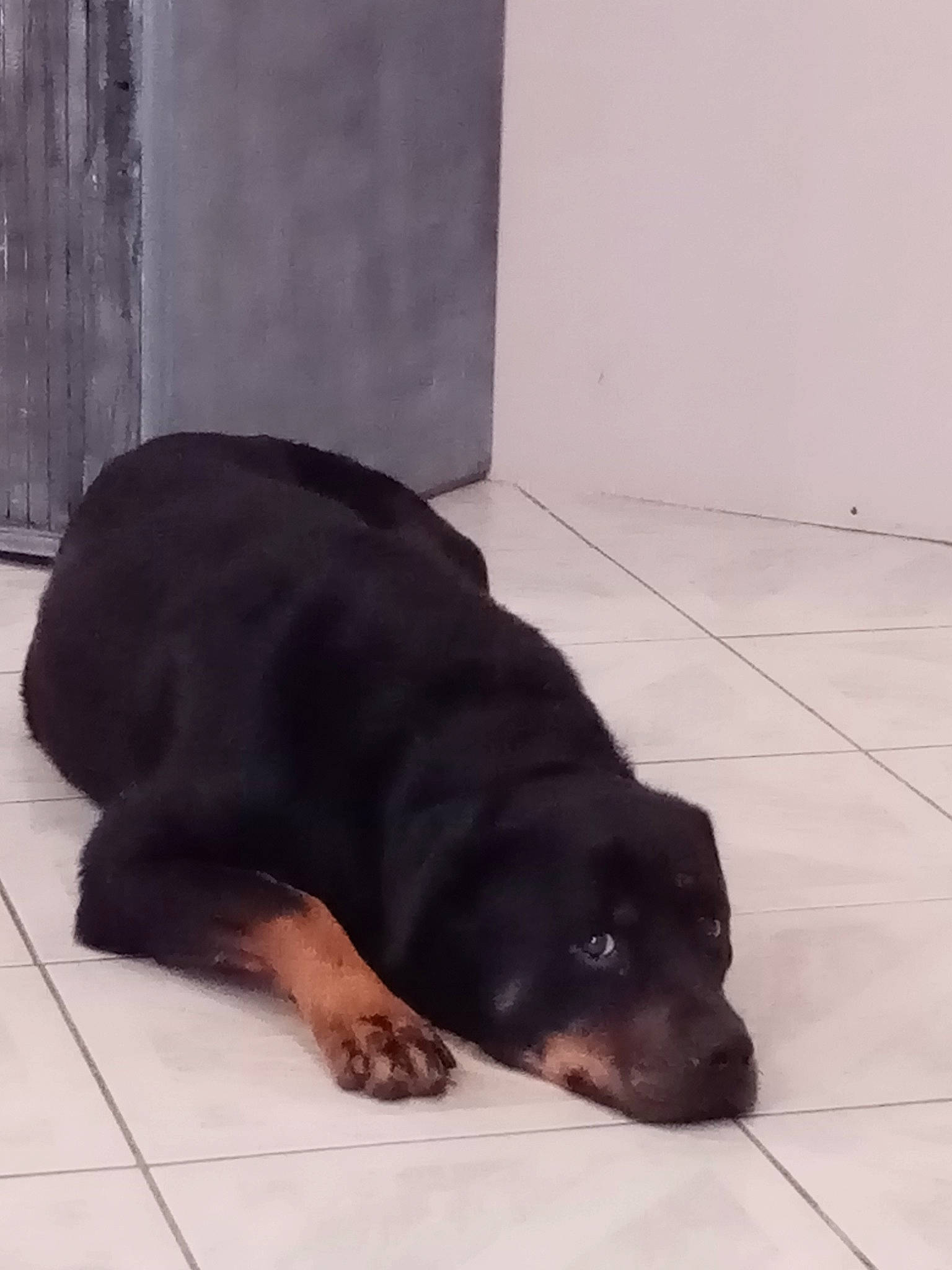 Joy participe au concours pour gagner de l'argent avec cette photo : bored, canidae, carnivore, comfort, companion_dog, dog, dog_breed, fawn, flooring, foot, fur, hardwood, liver, paw, puppy, tail, terrestrial_animal, whiskers, wood, working_animal