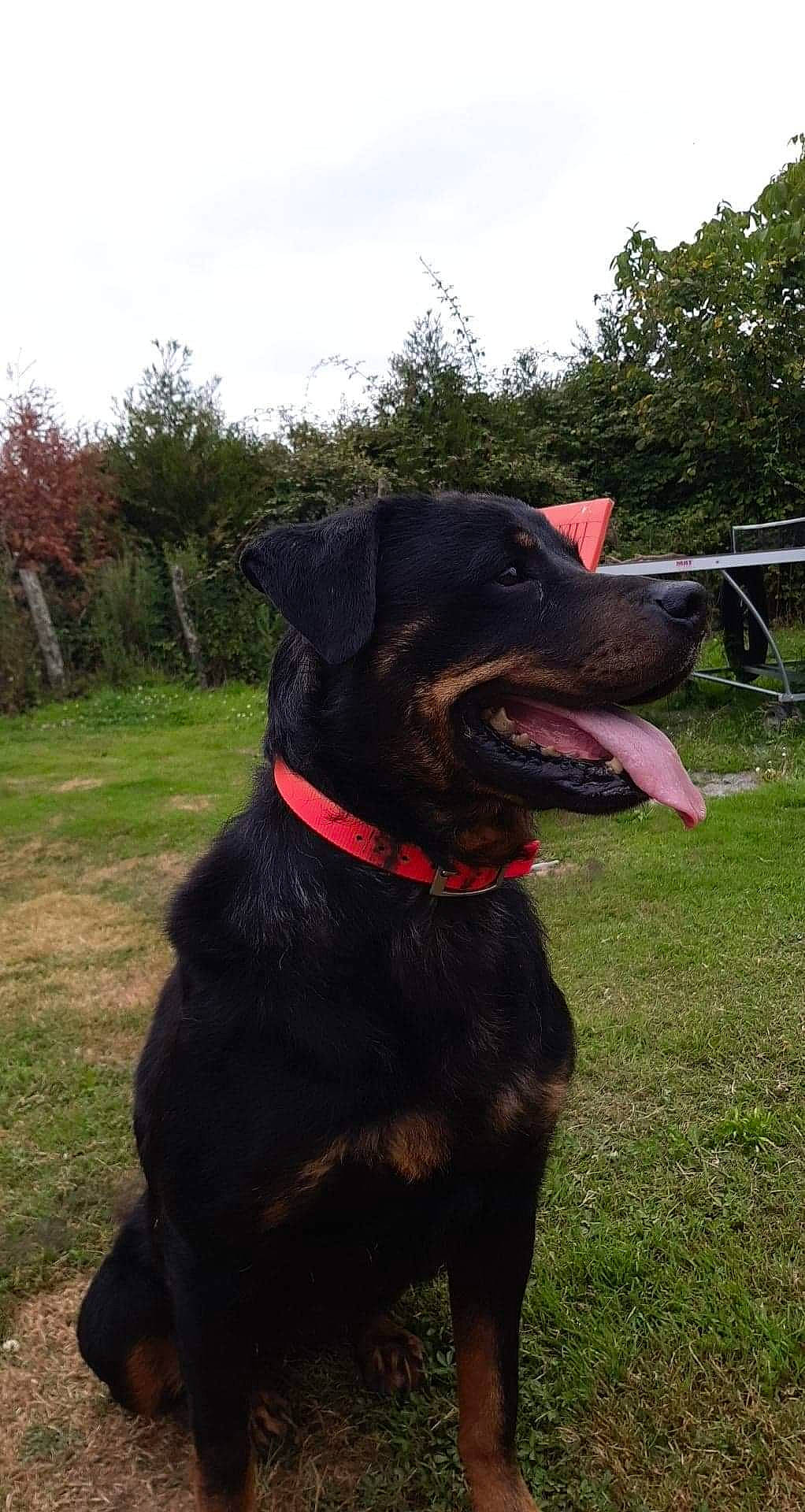 Joy participe au concours pour gagner de l'argent avec cette photo : borador, canidae, carnivore, cloud, collar, companion_dog, dog, dog_breed, dog_collar, fawn, grass, gun_dog, leash, pet_supply, plant, sky, snout, sporting_group, tree, working_animal