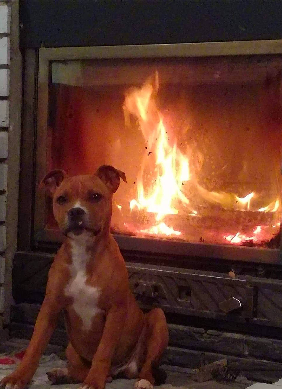 Popsy a rejoint le concours — aidez-le/la à gagner de superbes lots ! carnivore, companion_dog, dog, dog_breed, event, fawn, fire, fireplace, flame, flooring, gas, hearth, heat, paw, snout, sporting_group, tail, wood, wood_burning_stove, working_animal