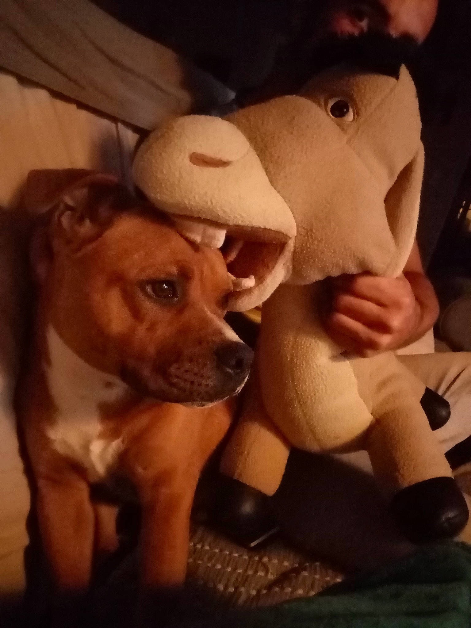 Popsy participe au concours pour gagner de l'argent avec cette photo : abdomen, canidae, carnivore, companion_dog, dog, dog_breed, fawn, fun, fur, gesture, happy, human_leg, selfie, snout, sporting_group, thigh, trunk, whiskers, wood, working_animal