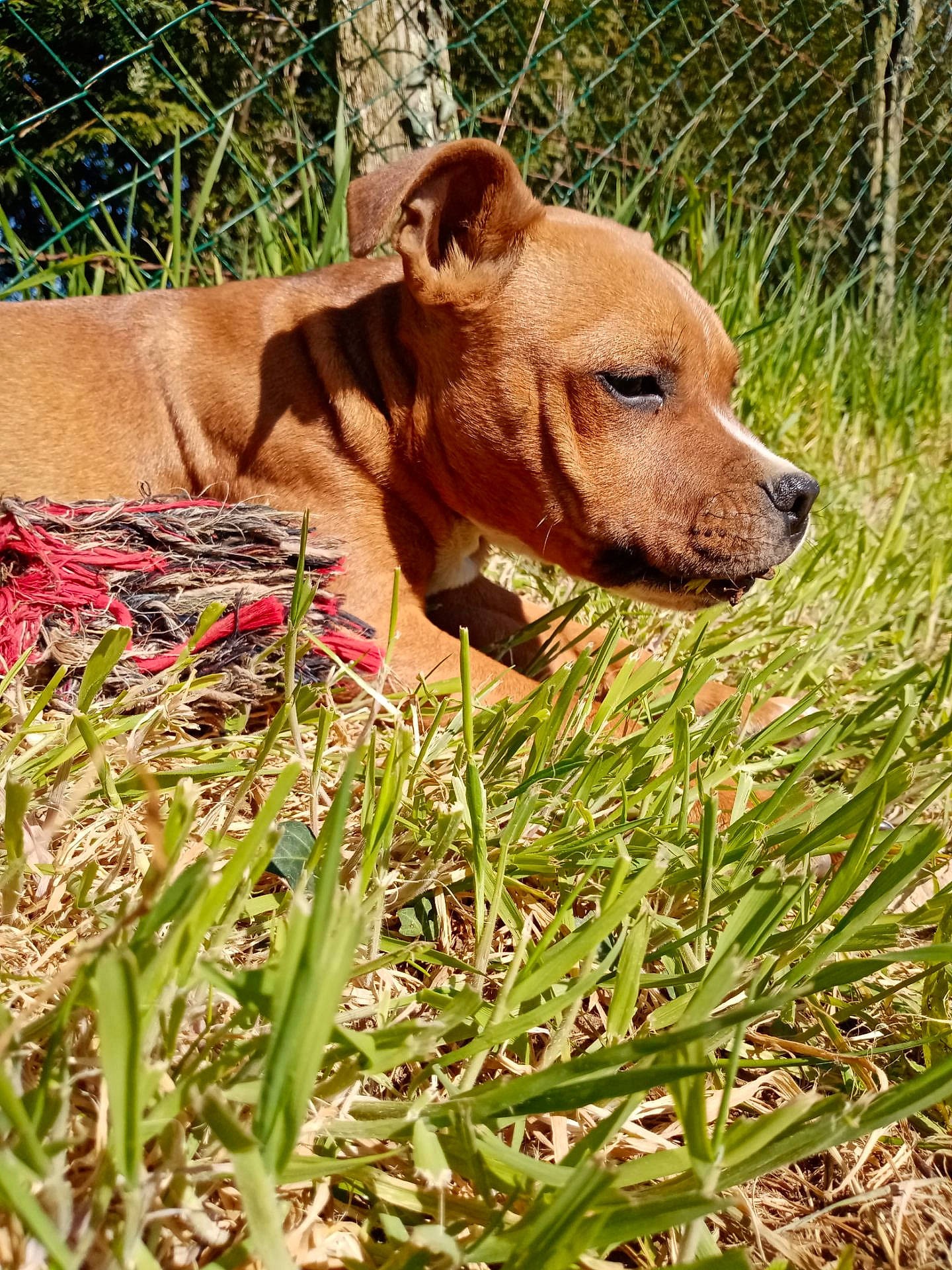 Popsy a rejoint le concours — aidez-le/la à gagner de superbes lots ! canidae, carnivore, companion_dog, dog, dog_breed, fawn, fence, fur, grass, groundcover, liver, plant, snout, sporting_group, street_dog, terrestrial_animal, whiskers, wood, working_animal, working_terrier