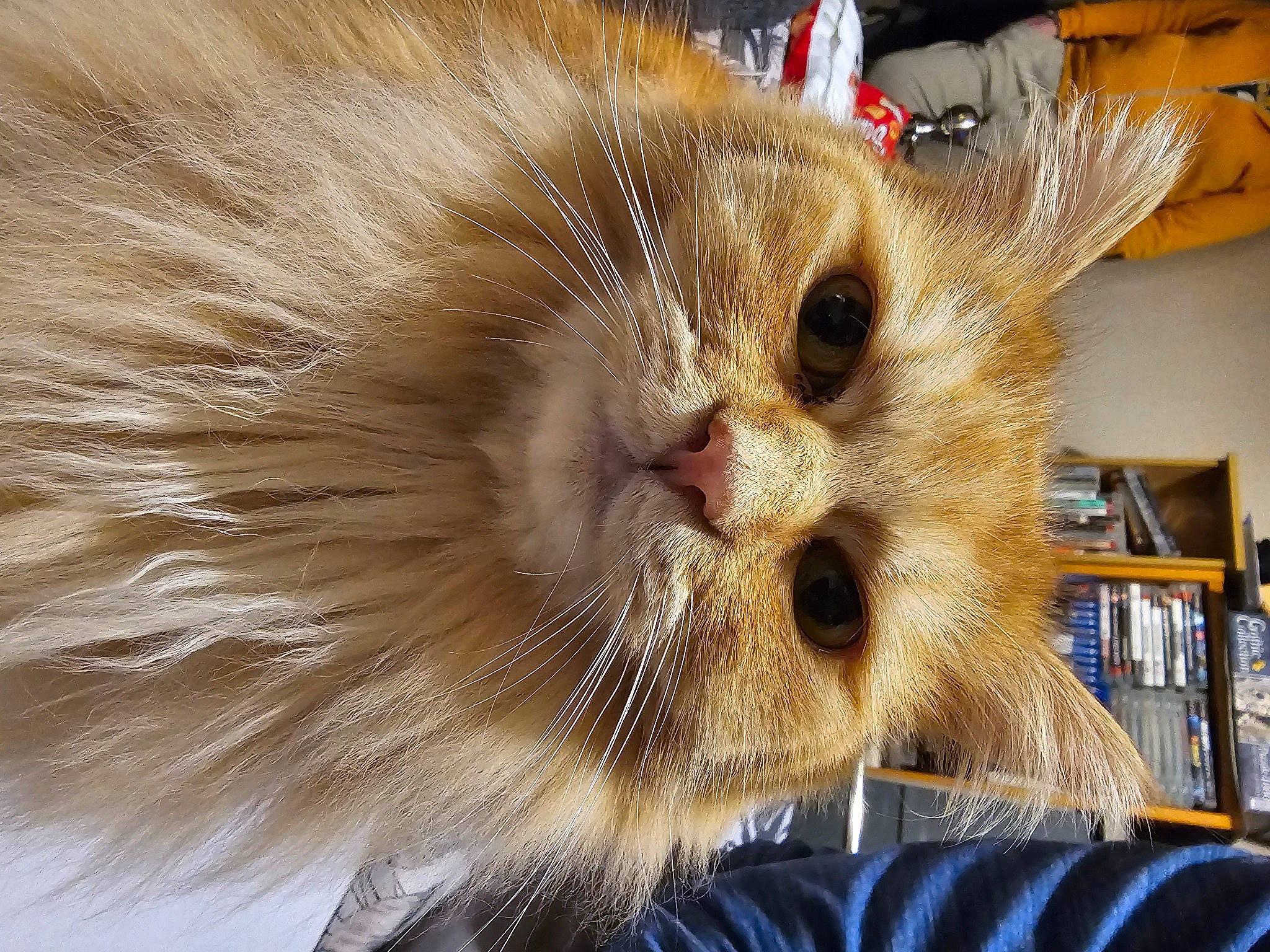 Reggie Glover joined the competition — help win amazing prizes! bookcase, carnivore, cat, chair, claw, fawn, felidae, fur, shelf, shelving, small_to_medium_sized_cats, snout, whiskers