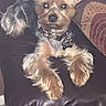 dog, pet, leather_couch, small_dog, fur, ears, alert, cushion, indoor, animal, domestic_animal, companion, cute, relaxed, brown, black, collar, paw, sitting, home