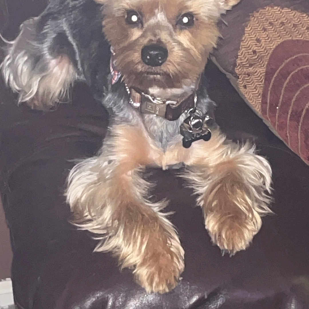 Koda