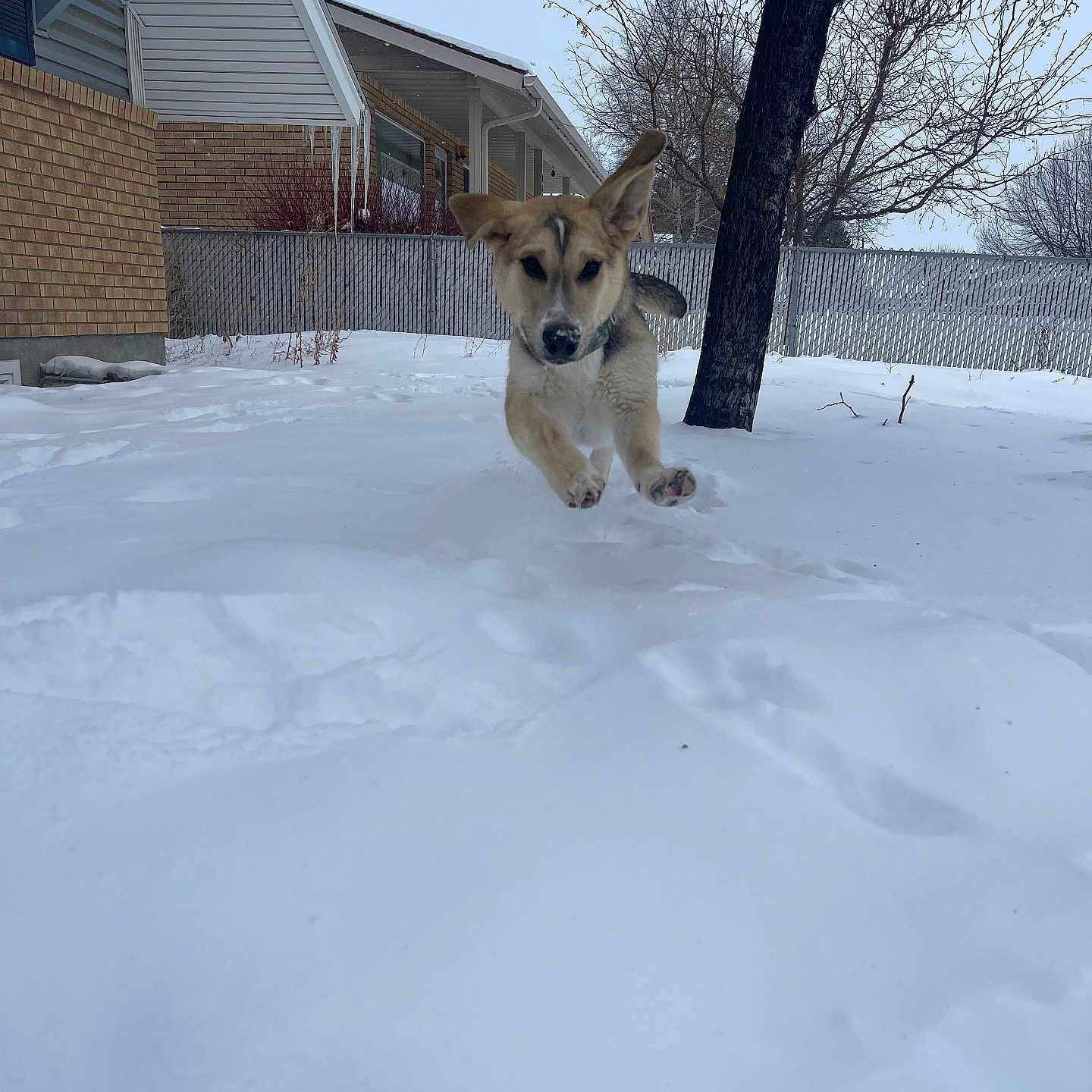 Stoney is registered to the contest to win money with this photo: animal, architecture, building, canine, dog, germanshepherd, house, housing, husky, nature, neighborhood, outdoors, pet, plant, puppy, shelter, snow, tree, winter, yard