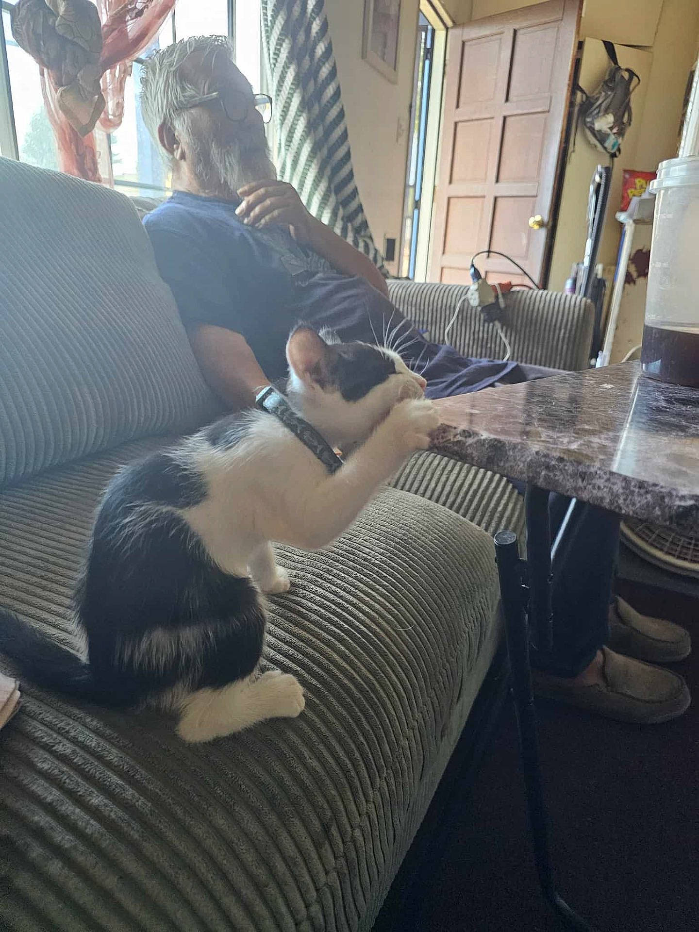 Nieve joined the competition — help win amazing prizes! beard, black_and_white, cat, collar, couch, curtains, daylight, door, furniture, glasses, indoor, kitten, living_room, man, marble_table, slippers, striped, table, thoughtful, window