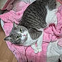 animal, blanket, cat, cozy, cute, domestic_cat, ears, eyes, feline, floor, fur, gray_cat, indoor, pet, pink_blanket, plush, resting, whiskers, white_cat, wood_floor