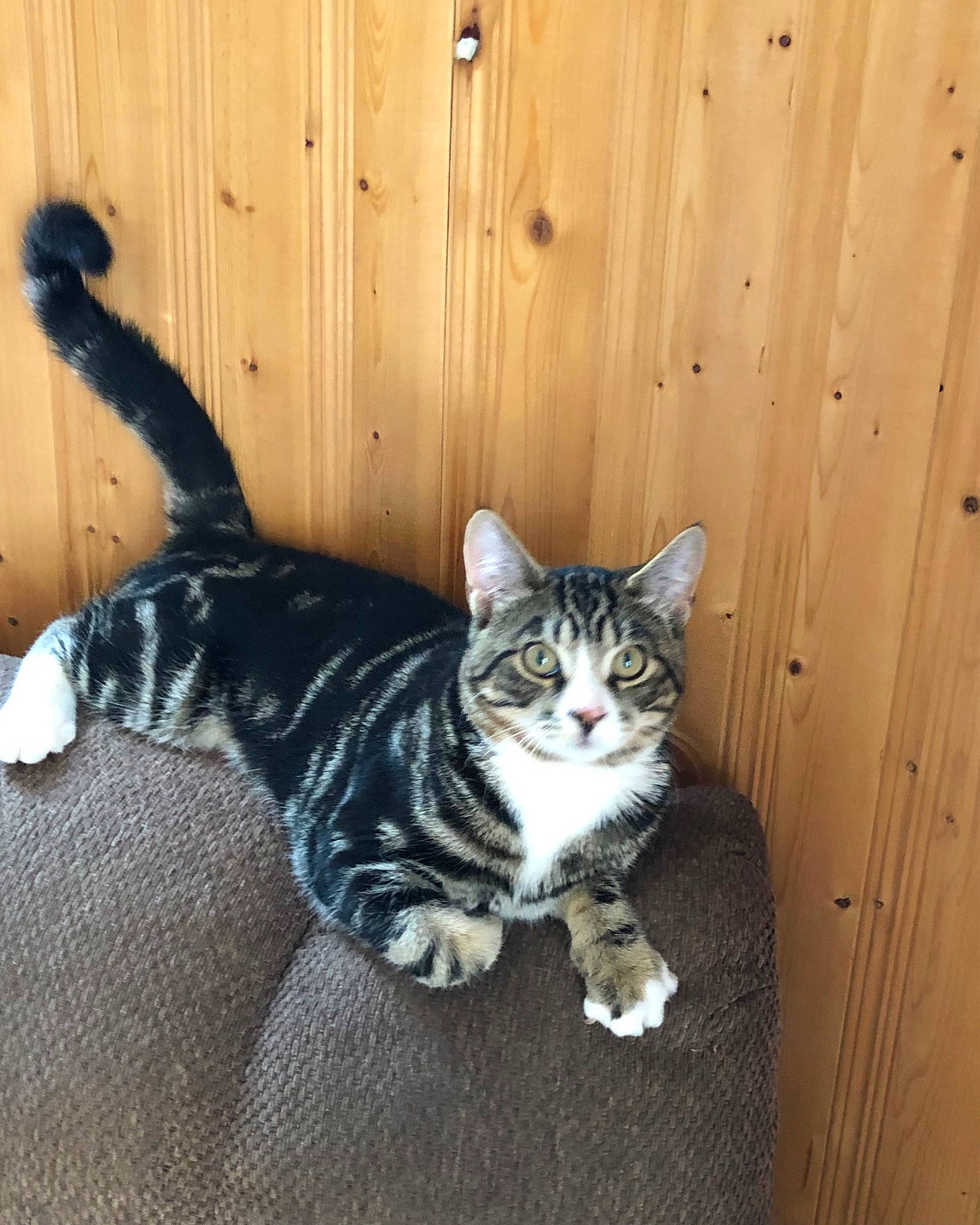 Tiger Strips Baby is registered to the contest to win money with this photo: carnivore, cat, comfort, door, felidae, flooring, fur, grey, hardwood, sitting, small_to_medium_sized_cats, snout, tail, terrestrial_animal, whiskers, wood