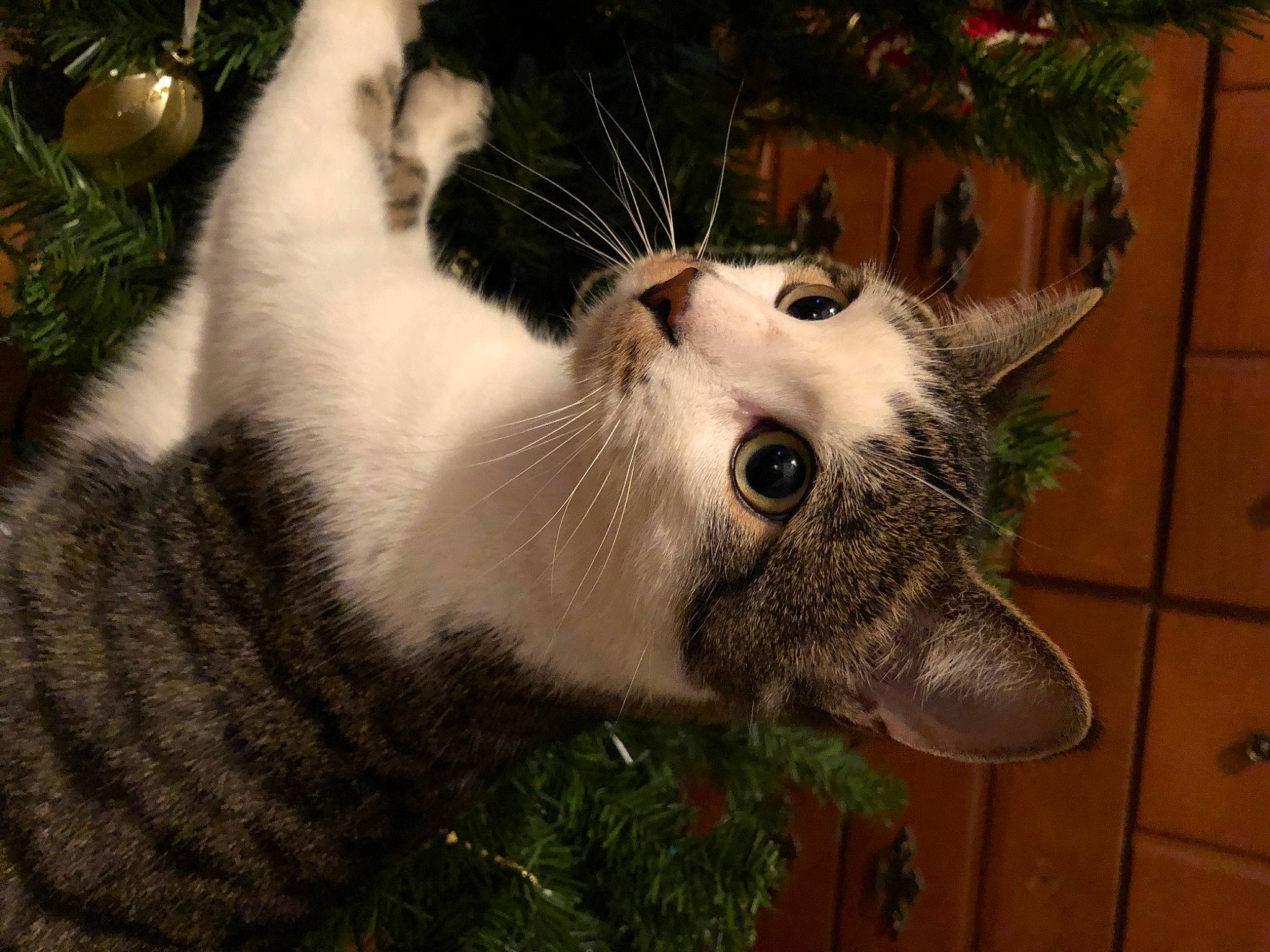 Tiger Strips Baby joined the competition — help win amazing prizes! art, birman, carnivore, cat, collar, domestic_short_haired_cat, fang, felidae, fur, grass, holiday, paw, plant, small_to_medium_sized_cats, snout, tail, terrestrial_animal, tree, whiskers, working_animal