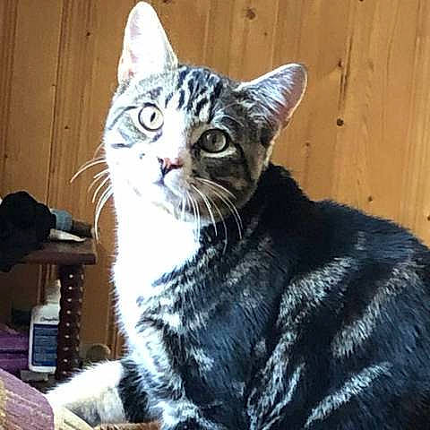 Tiger Strips Baby is registered to the contest to win money with this photo: carnivore, cat, cat_supply, domestic_short_haired_cat, felidae, fur, small_to_medium_sized_cats, snout, terrestrial_animal, whiskers, window