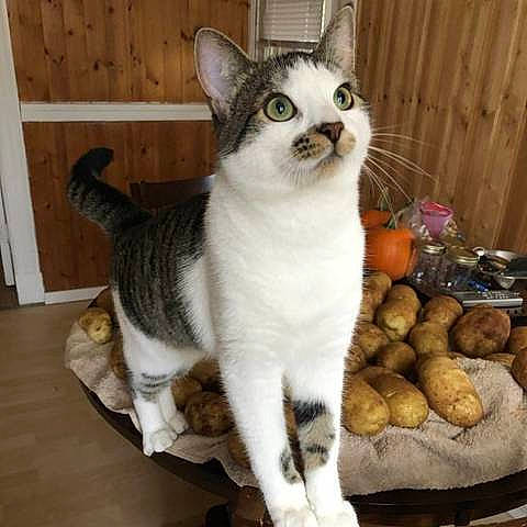 Tiger Stripes Baby participe au concours pour gagner de l'argent avec cette photo : carnivore, cat, cat_supply, domestic_short_haired_cat, door, felidae, flowerpot, fur, hardwood, paw, pet_supply, small_to_medium_sized_cats, snout, tail, whiskers, window, wood