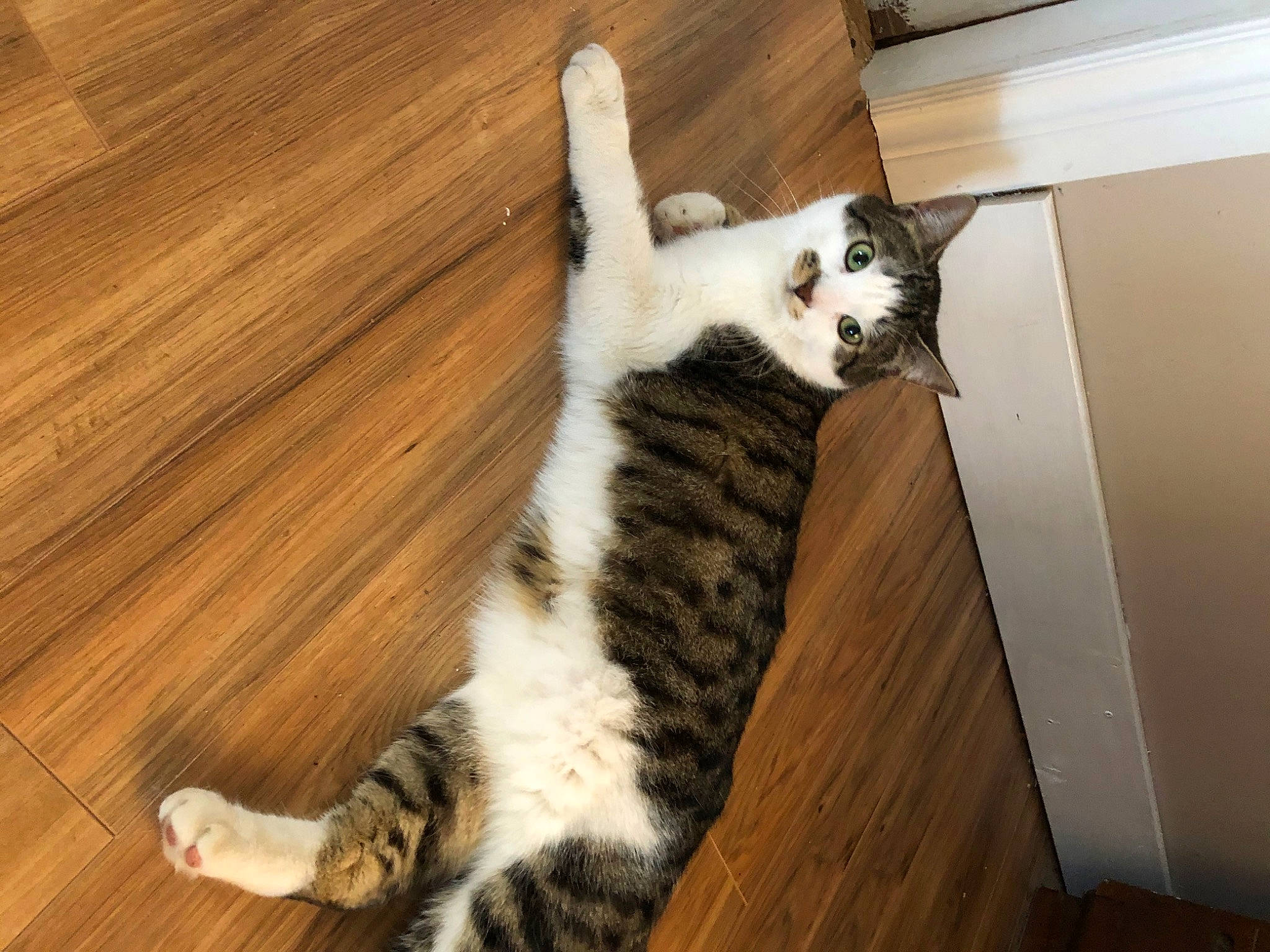 Tiger Stripes Baby participe au concours pour gagner de l'argent avec cette photo : carnivore, cat, comfort, domestic_short_haired_cat, felidae, floor, flooring, foot, fur, hardwood, laminate_flooring, paw, plank, small_to_medium_sized_cats, tail, varnish, whiskers, wood, wood_flooring, wood_stain