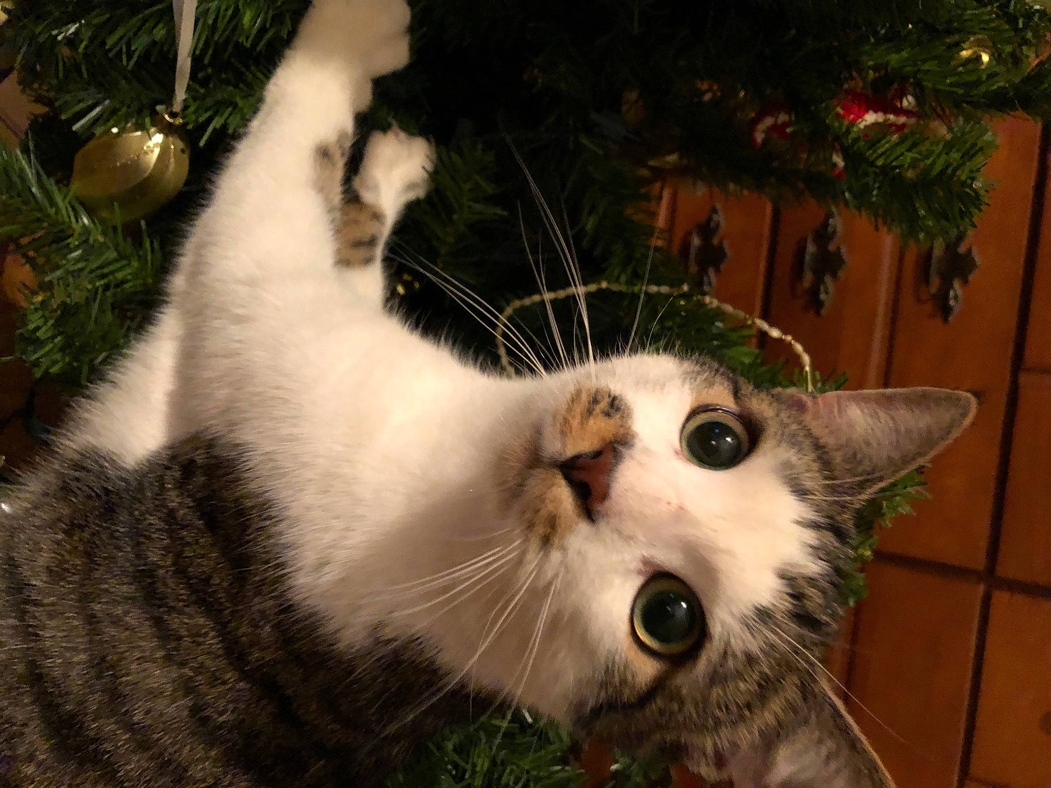 Tiger Stripes Baby participe au concours pour gagner de l'argent avec cette photo : carnivore, cat, christmas_decoration, christmas_ornament, christmas_tree, domestic_short_haired_cat, event, fawn, felidae, fur, grass, holiday, paw, plant, small_to_medium_sized_cats, snout, tail, tree, whiskers, window