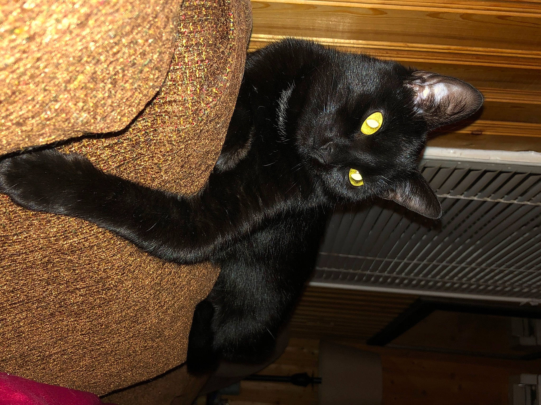 Peeps Luna is registered to the contest to win money with this photo: black_cat, bombay, carnivore, cat, claw, comfort, domestic_short_haired_cat, felidae, fur, havana_brown, small_to_medium_sized_cats, snout, tail, terrestrial_animal, whiskers