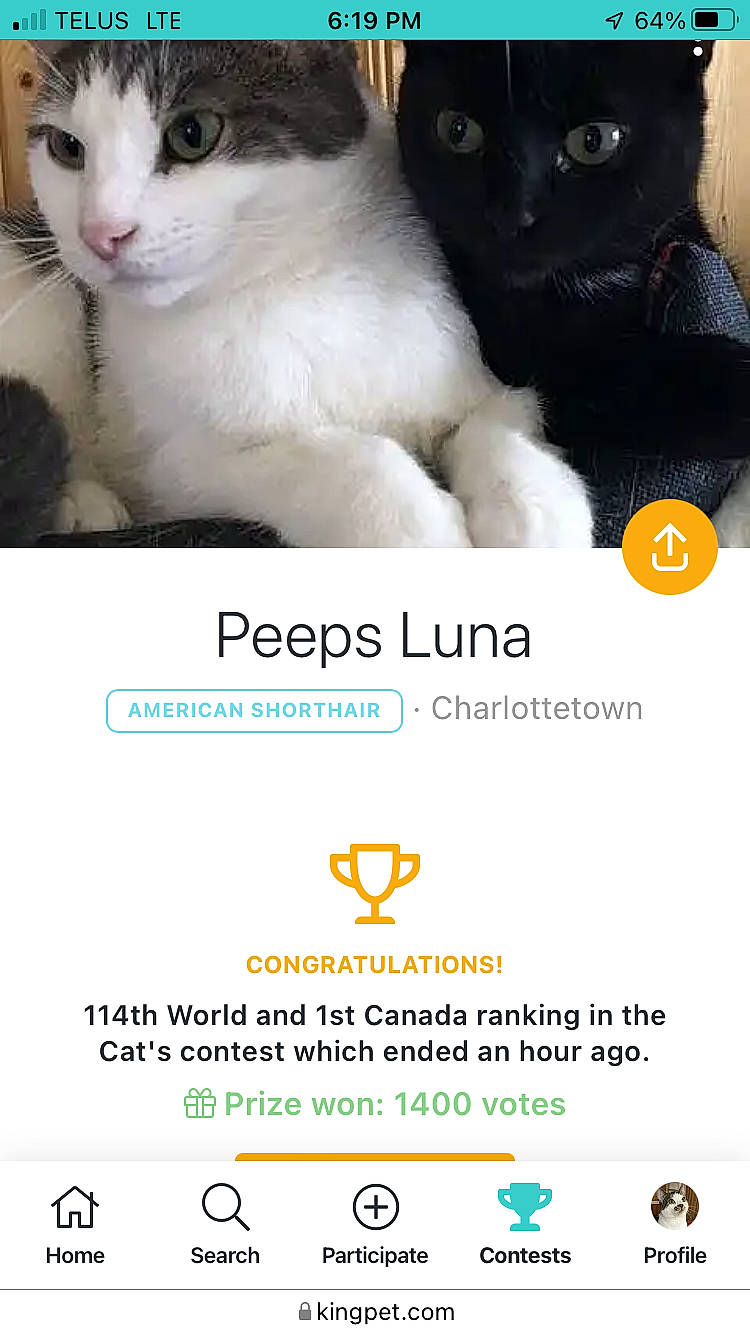 Peeps Luna joined the competition — help win amazing prizes! advertising, box, carnivore, cat, felidae, font, fur, graphics, internet_meme, light, logo, paw, pet_supply, photo_caption, product, screenshot, small_to_medium_sized_cats, terrestrial_animal, whiskers, white