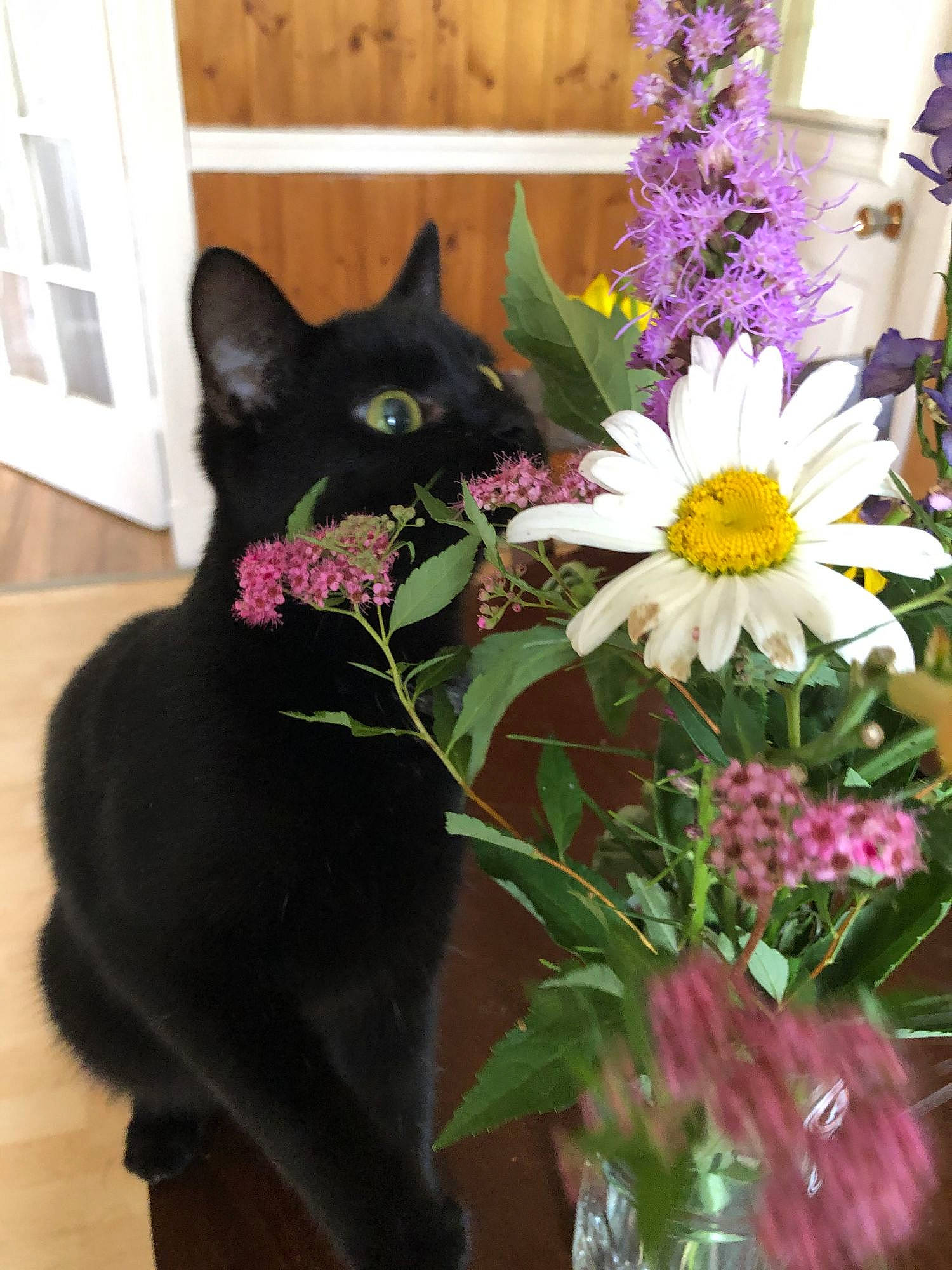Peeps Luna joined the competition — help win amazing prizes! annual_plant, artificial_flower, bombay, bouquet, carnivore, cat, cut_flowers, felidae, flower, flower_arranging, flowering_plant, flowerpot, grass, houseplant, petal, plant, purple, small_to_medium_sized_cats, whiskers, window