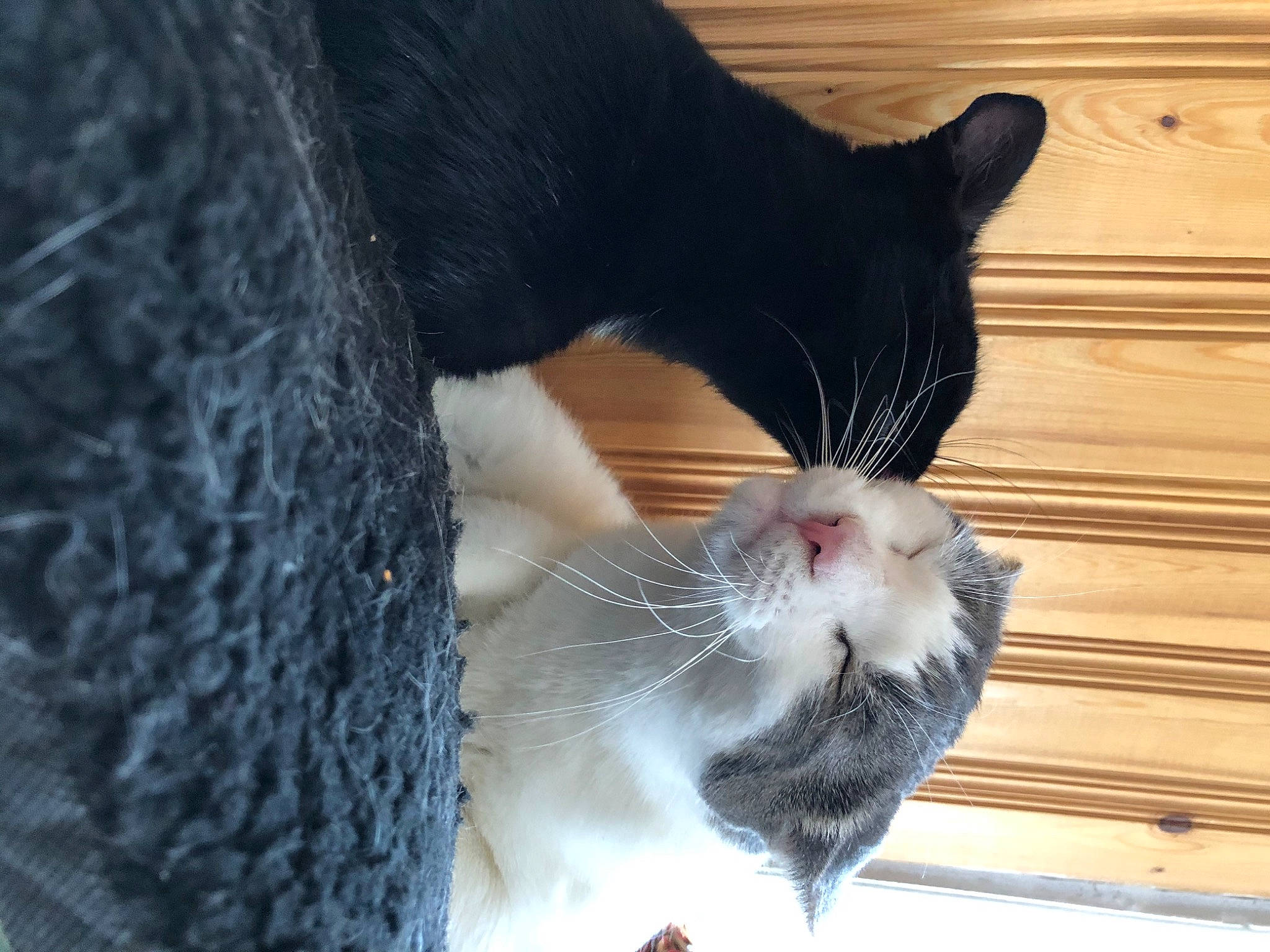 Peeps Luna participe au concours pour gagner de l'argent avec cette photo : carnivore, cat, claw, close_up, collar, domestic_short_haired_cat, drinking, eye, felidae, foot, fur, paw, pet_supply, small_to_medium_sized_cats, snout, tail, water, whiskers, window, wood