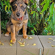 Snow participe au concours pour gagner de l'argent avec cette photo : animal, closeup, collar, concrete, curious, daylight, dog, ears, fur, garden, grass, greenery, leaves, nature, outdoor, pet, plants, puppy, sitting, young