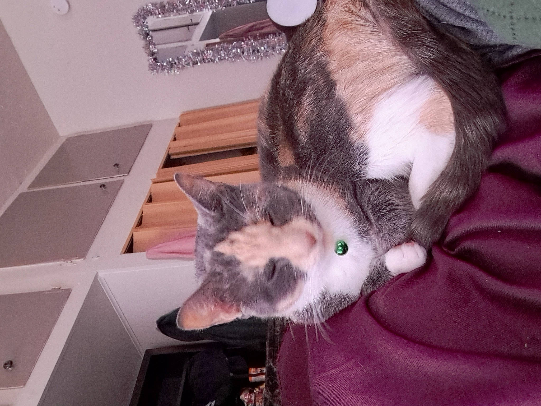 Lilly is registered to the contest to win money with this photo: canidae, carnivore, cat, claw, comfort, domestic_short_haired_cat, ear, felidae, fur, grey, hardwood, paw, room, small_to_medium_sized_cats, snout, tail, whiskers