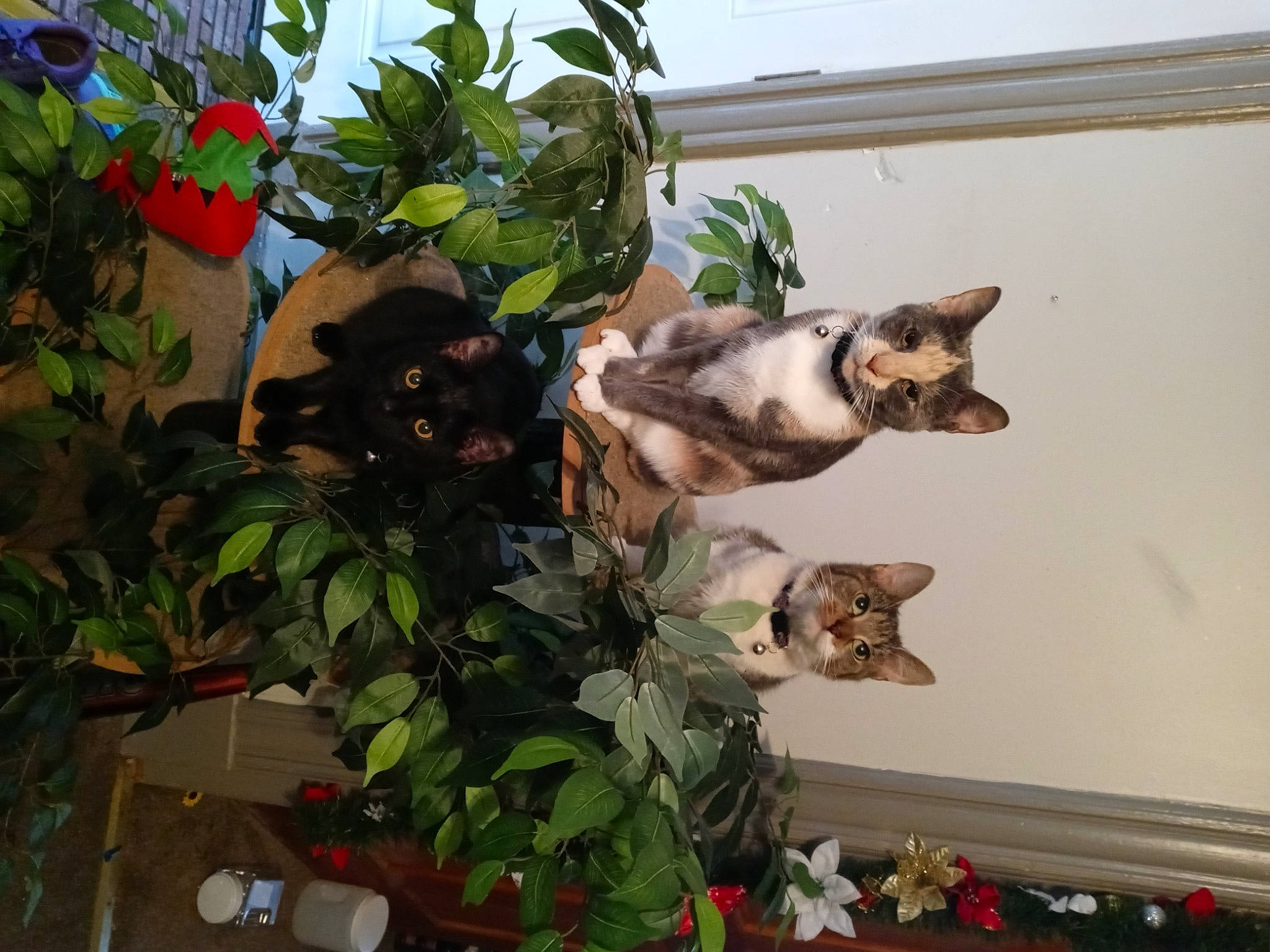 Lilly joined the competition — help win amazing prizes! canidae, carnivore, cat, domestic_short_haired_cat, fawn, felidae, flower, flowerpot, herb, houseplant, plant, room, small_to_medium_sized_cats, tail, whiskers, window, wood