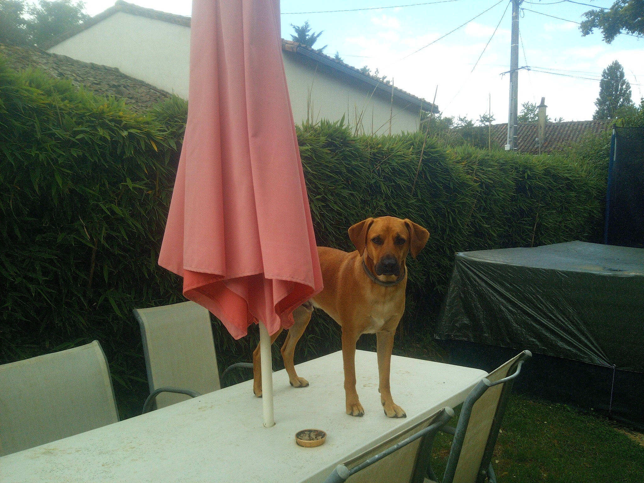 Bali a rejoint le concours — aidez-le/la à gagner de superbes lots ! carnivore, chair, cloud, companion_dog, dog, dog_breed, dog_supply, fawn, grass, gun_dog, leisure, outdoor_furniture, pet_supply, plant, shade, sky, table, tail, tints_and_shades, wood