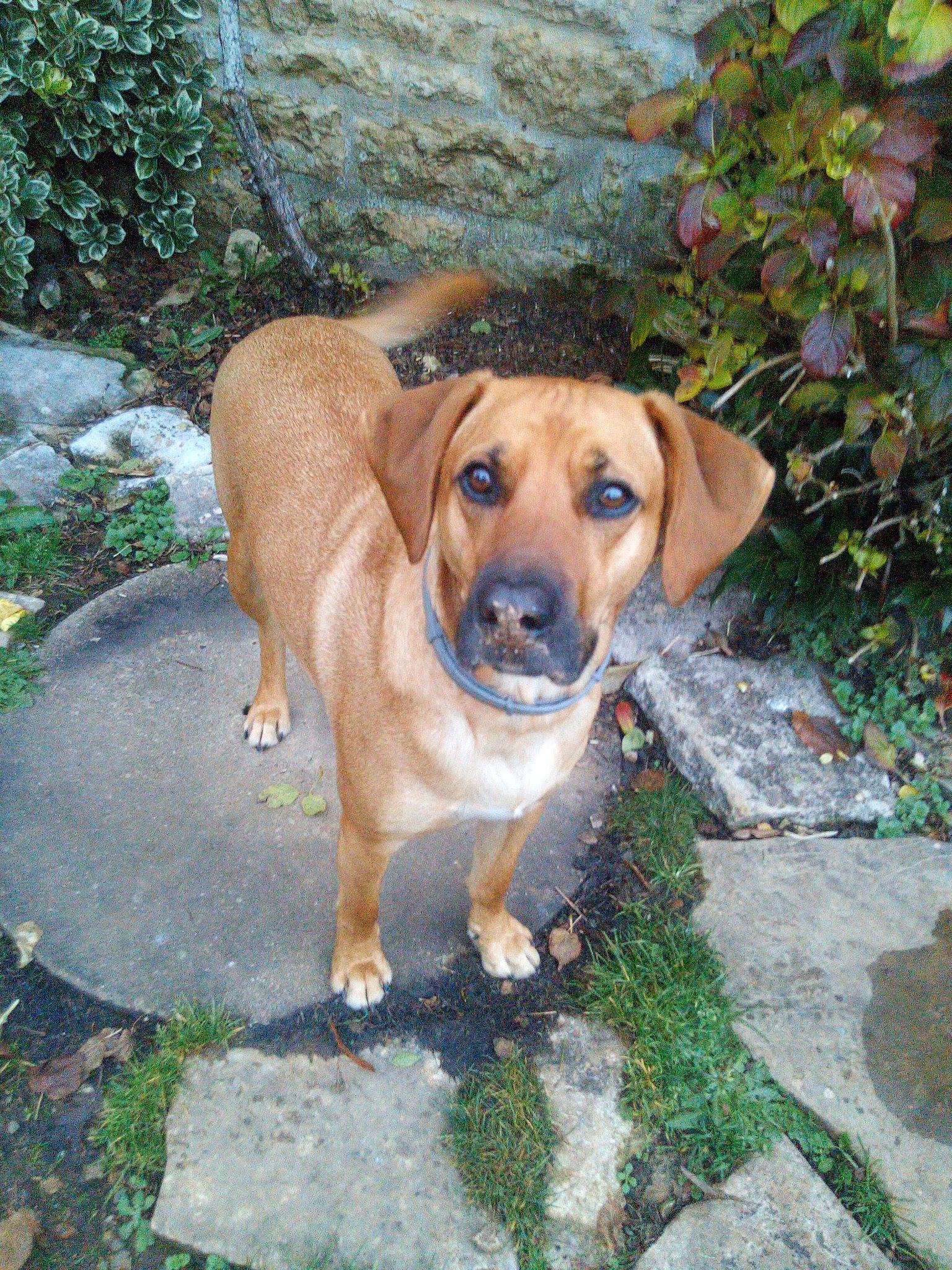 Bali participe au concours pour gagner de l'argent avec cette photo : canidae, carnivore, companion_dog, dog, dog_breed, fawn, grass, groundcover, plant, road_surface, sporting_group, tail, tree, working_animal, working_dog