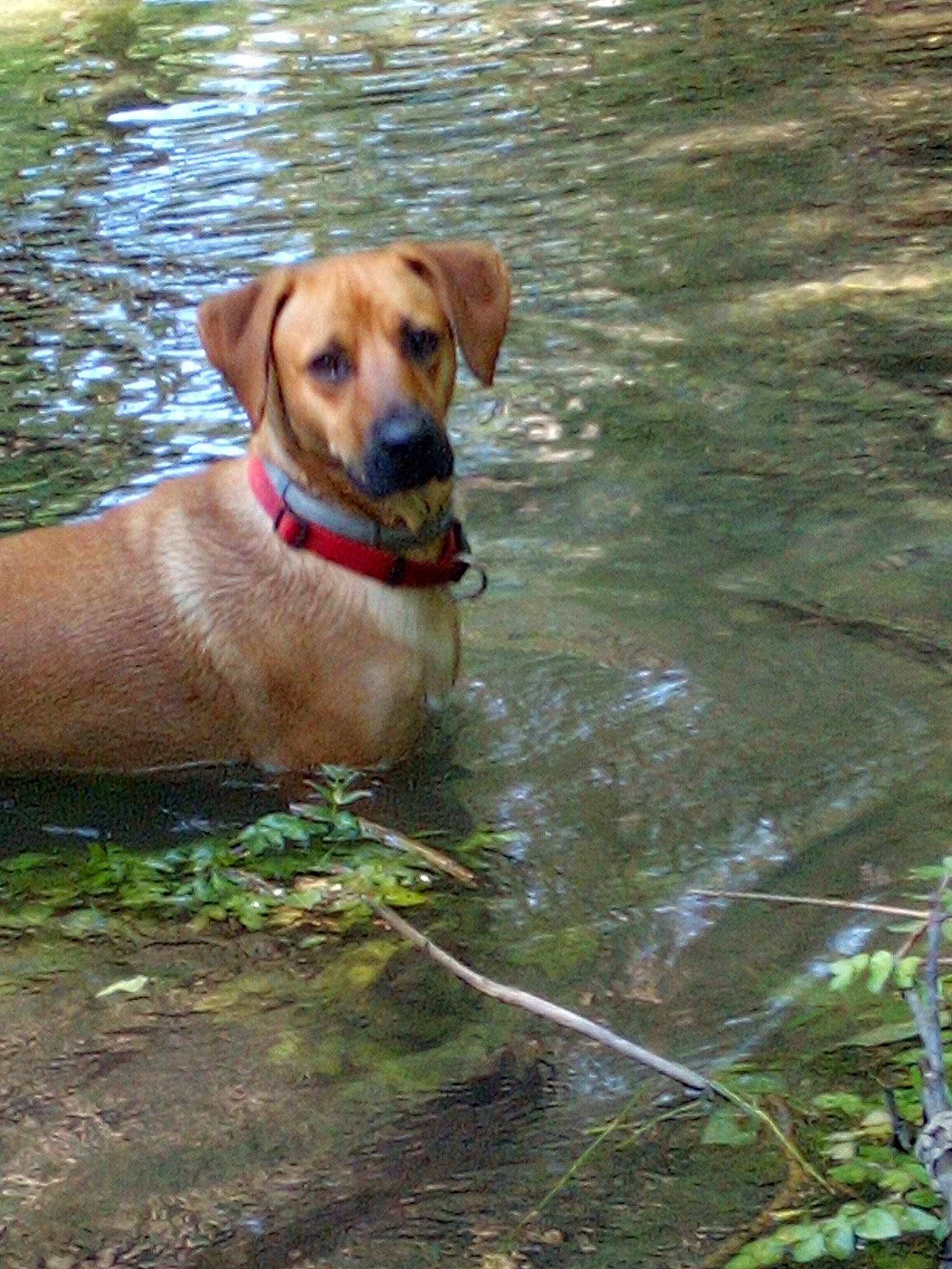 Bali a rejoint le concours — aidez-le/la à gagner de superbes lots ! canidae, carnivore, collar, companion_dog, dog, dog_breed, dog_collar, fawn, grass, gun_dog, lake, liver, pet_supply, plant, puddle, snout, sporting_group, tail, water, working_animal